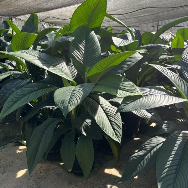 Giant Sensation Peace Lillys