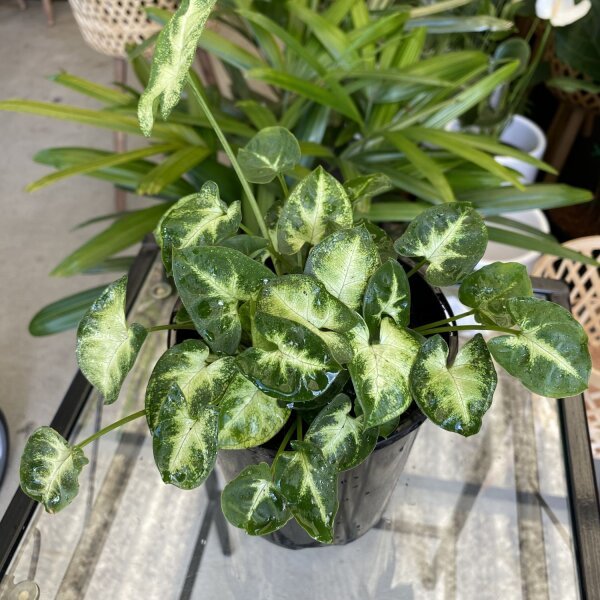 Syngonium mini pixie