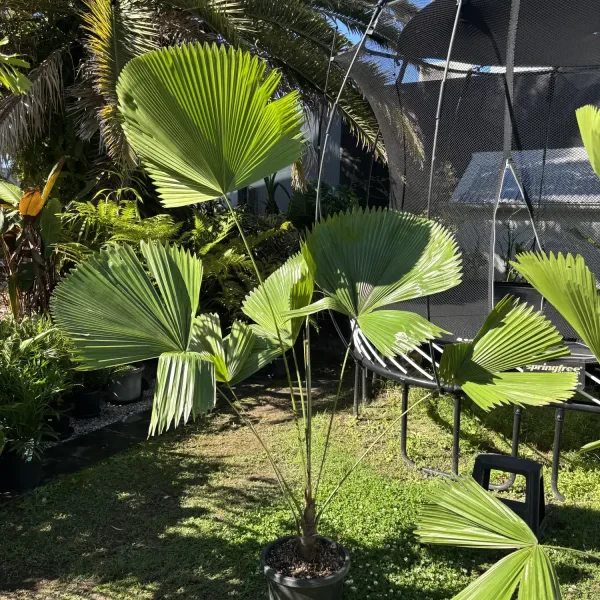 Licuala Elegance