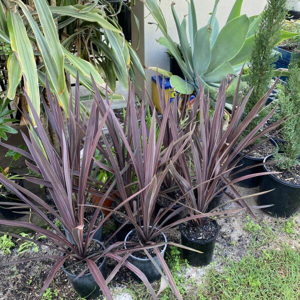 Cordyline ‘Red Sensation’