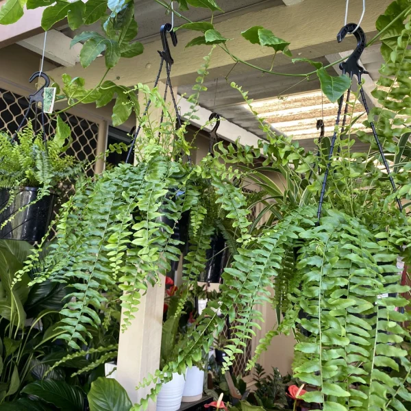 Nephrolepis Boston Ferns