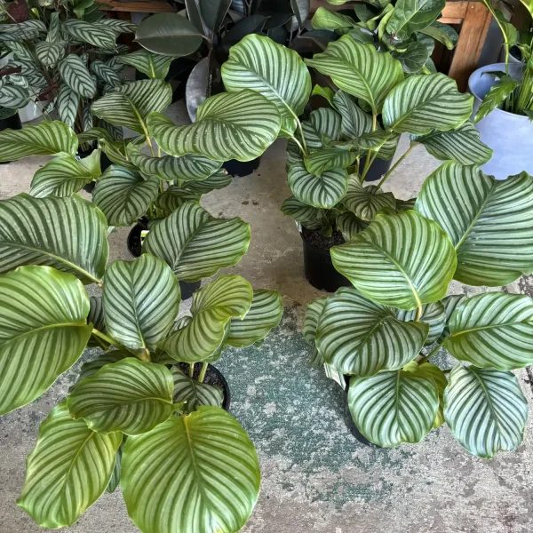 Calathea Orbifolia
