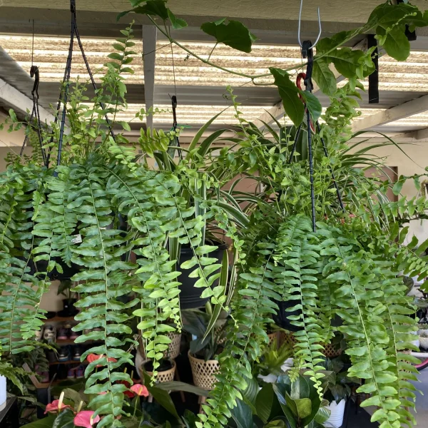 Nephrolepis Boston Ferns