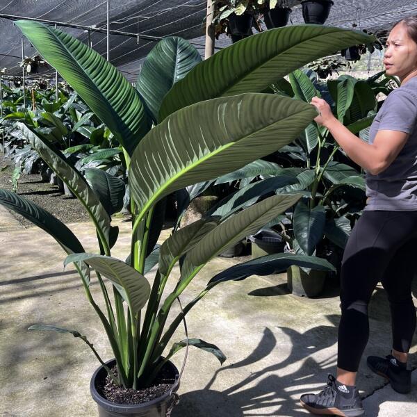 Giant Sensation Peace Lillys