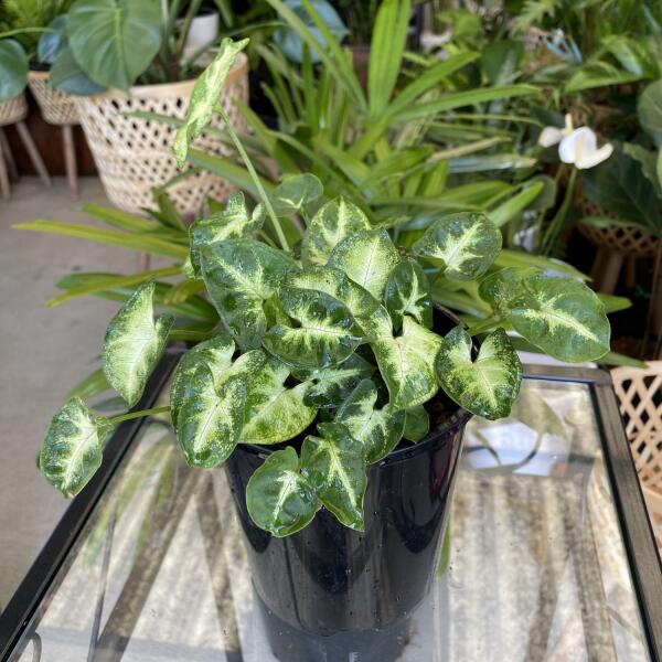 Syngonium mini pixie