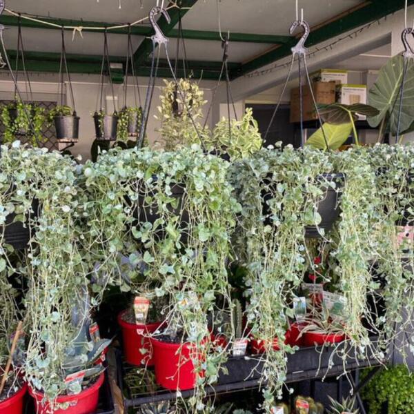 Dichondra Silver Falls