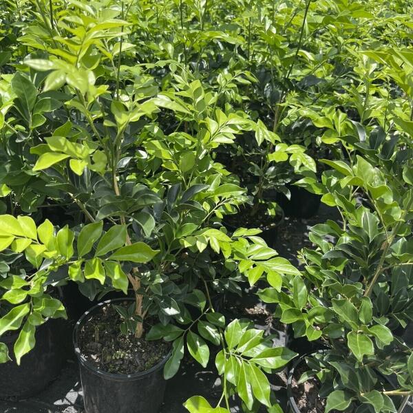 Murraya Paniculata - Mock Orange - Jasmine