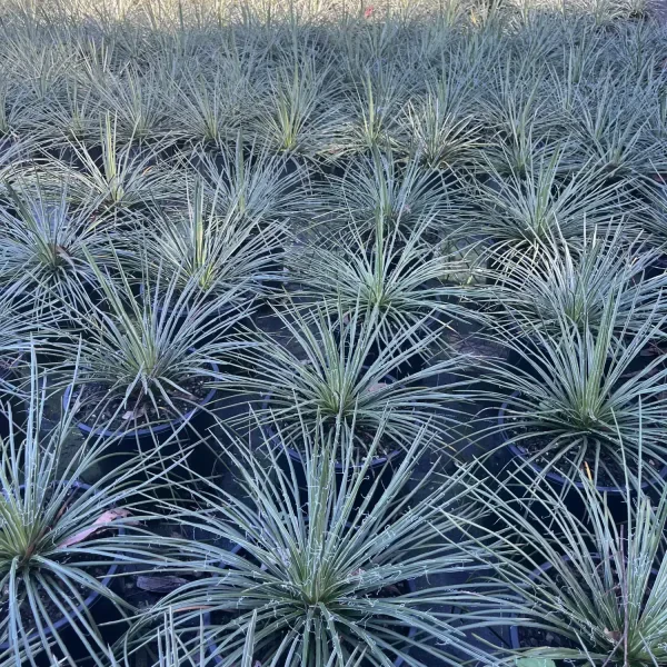 Agave Geminiflora