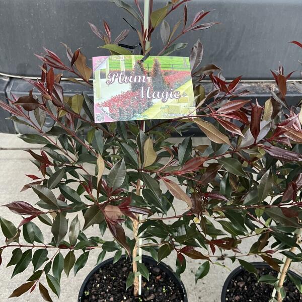 Plum Magic Lilly Pilly