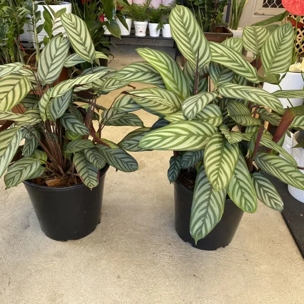 Ctenanthe ‘Setosa’