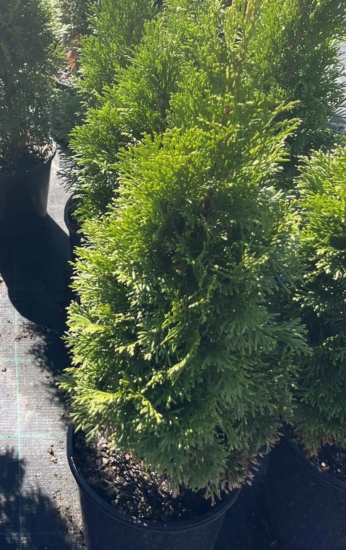 zimmerpflanze stamm Ficus Robusta auf Stamm kaufen main image 1