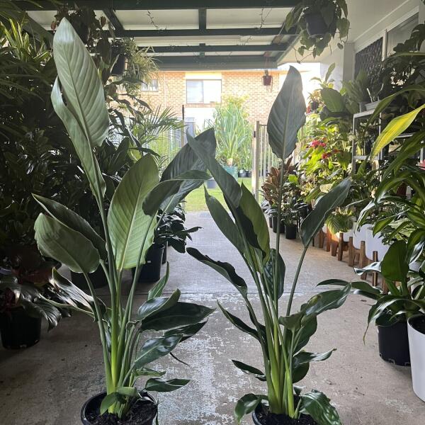 Bird Of Paradise - Strelitzia Reginae