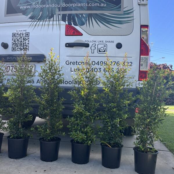 Syzygium Australe 'Straight and Narrow&trade;' Lilly Pilly