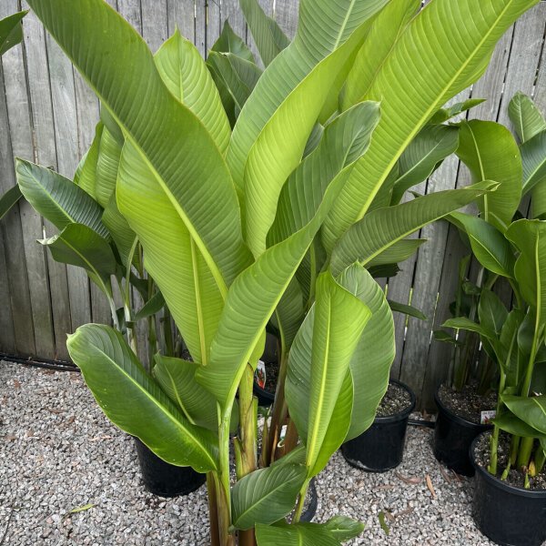 Black Cherry Heliconia Sunshine Coast