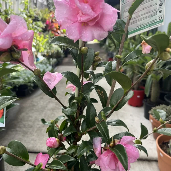 Camellias Sunshine Coast