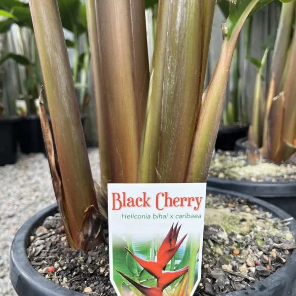 Black Cherry Heliconia Sunshine Coast
