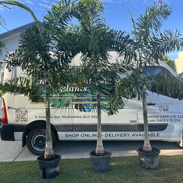 Foxtail Palms Sunshine Coast