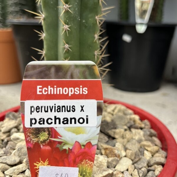 San Pedro Cactus - Echinopsis Peruvianus x Pachanoi