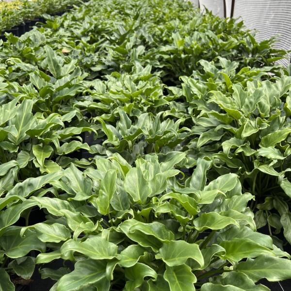 Philodendron Xanadu Brisbane & Sunshine Coast