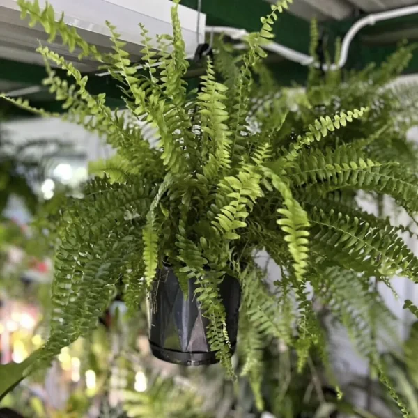 Hanging Plants Sunshine Coast