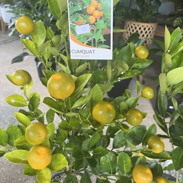 Kumquat Calamansi Calamondin Cumquat