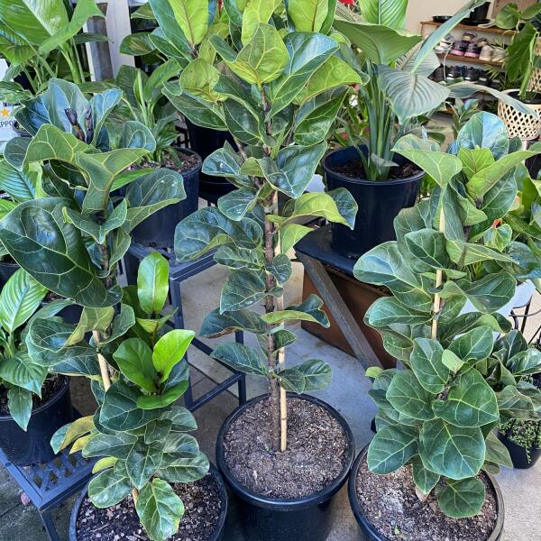 Bambino Fiddle Leaf Fig