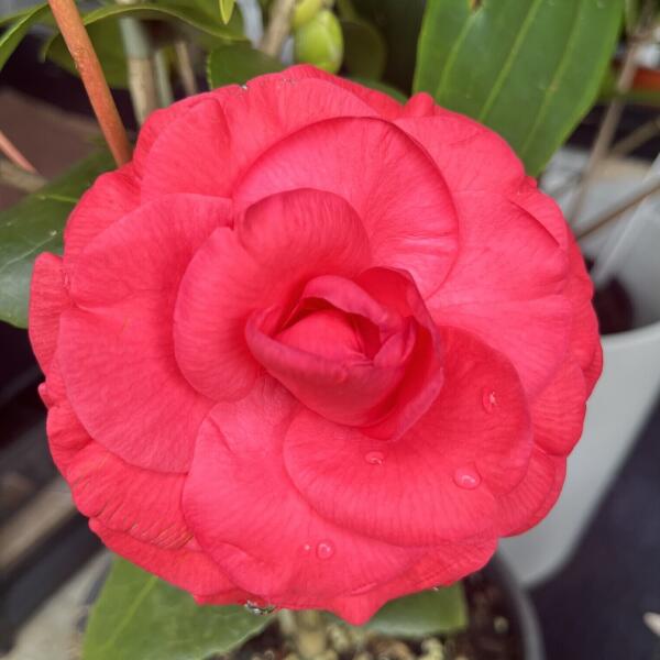 Camellias Sunshine Coast