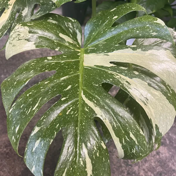 Thai Constellation Monstera
