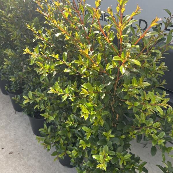 Syzygium Australe 'Straight and Narrow™' Lilly Pilly