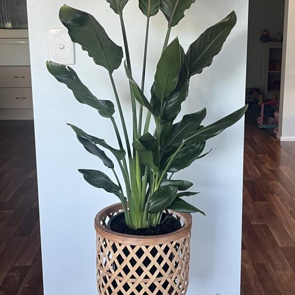 Bird Of Paradise - Strelitzia Reginae