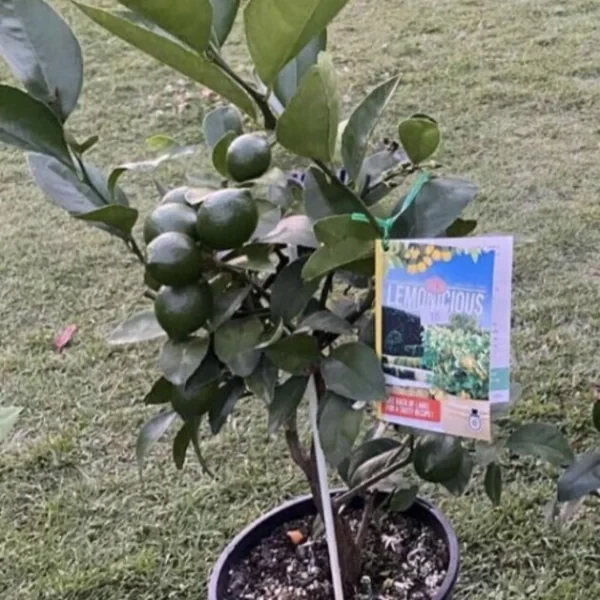 Lemon Trees - Lemonicious Dwarf